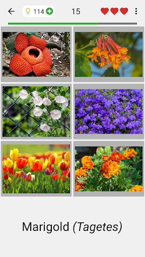 Flowers - Botanical Quiz about Beautiful Plants Screenshot3