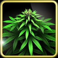 My Ganja Plant Live Wallpaper