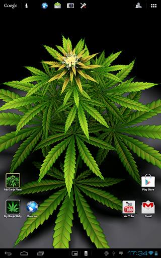 My Ganja Plant Live Wallpaper Screenshot1