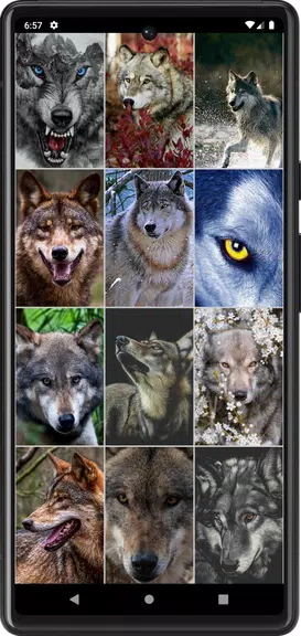 Wolf Wallpapers Screenshot2