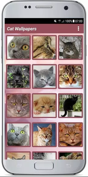 CUTE CAT WALLPAPERS Screenshot3