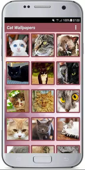 CUTE CAT WALLPAPERS Screenshot2