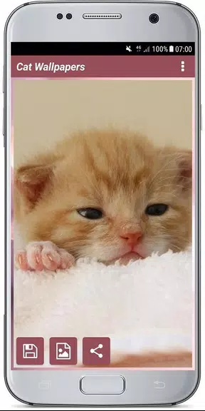 CUTE CAT WALLPAPERS Screenshot4