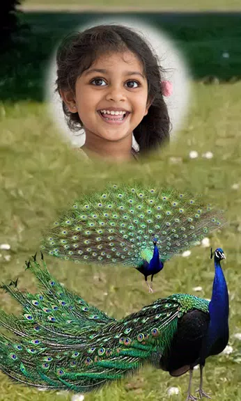 Peacock Photo Frames HD Screenshot2