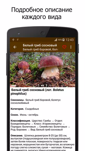 Грибы Screenshot2