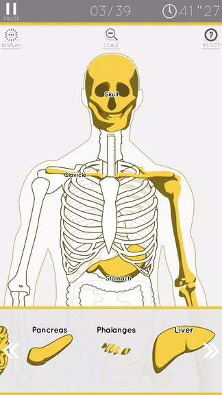 E. Learning Anatomy puzzle Screenshot1